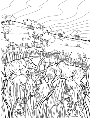 Elk Rut Fighting Coloring Page